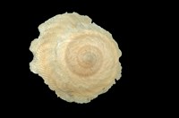 藏品(陽傘螺)的圖片